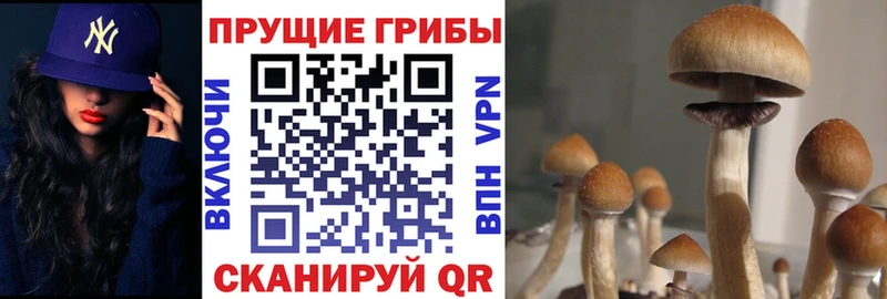 Купить  Южно-Сухокумск  Псилоцибиновые грибы мицелий 